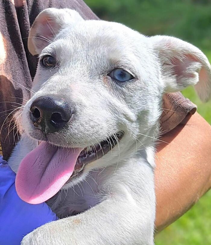 Close up of an adorable abandoned puppy with a blue eye smiling and showing tongue.