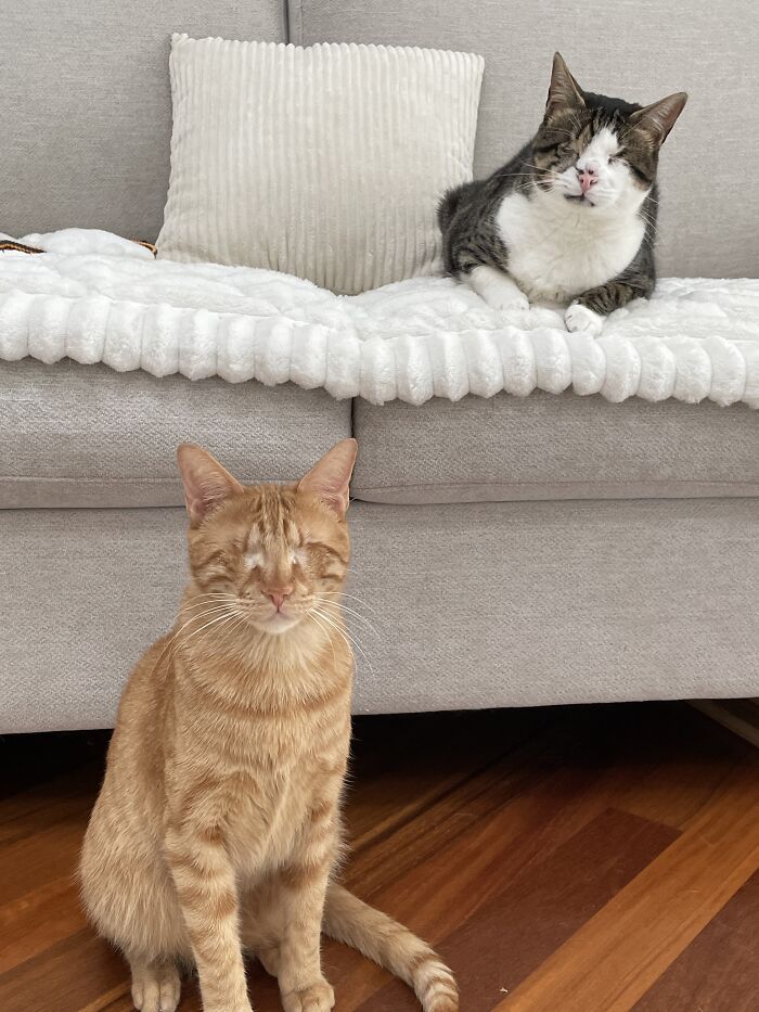 Two blind cats, one tabby and one orange, resting together on and near a sofa.