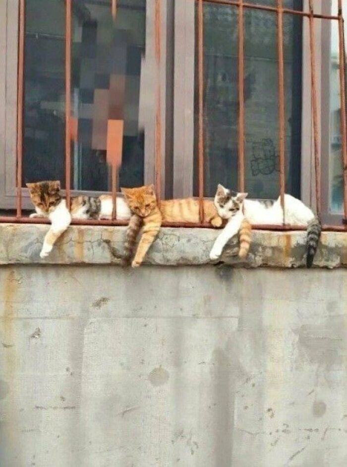3 Idiots.. 🤣
