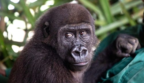 To wzruszające ratowanie zwierzęcia dowodem, że duch dr Jane Goodall nadal żyje