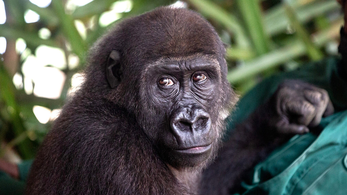 To wzruszające ratowanie zwierzęcia dowodem, że duch dr Jane Goodall nadal żyje