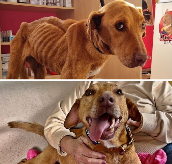 A severely emaciated, neglected dog is now a happy and healthy pet