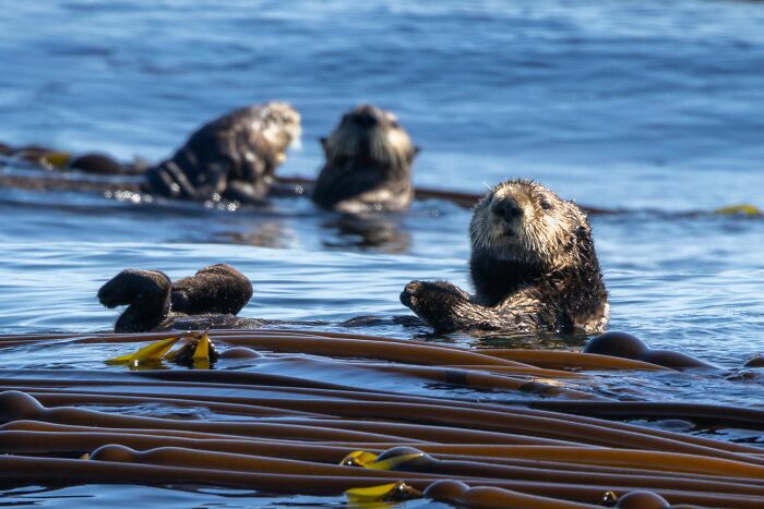 A sea otter resting in kelp looking at the camera with others in the background