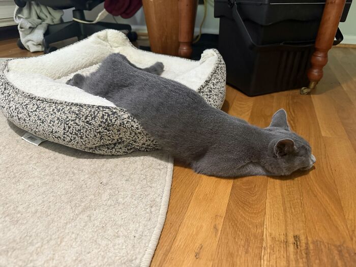 I Don’t Know. He’s Just A Slippery Little Seal