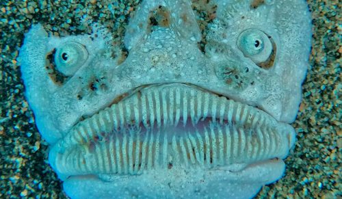62 niewiarygodne rzeczy odkryte na dnie oceanu