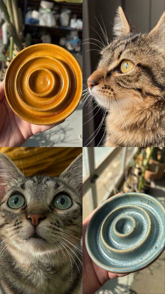 A brown tabby cat next to yellow and blue concentric pottery creations.