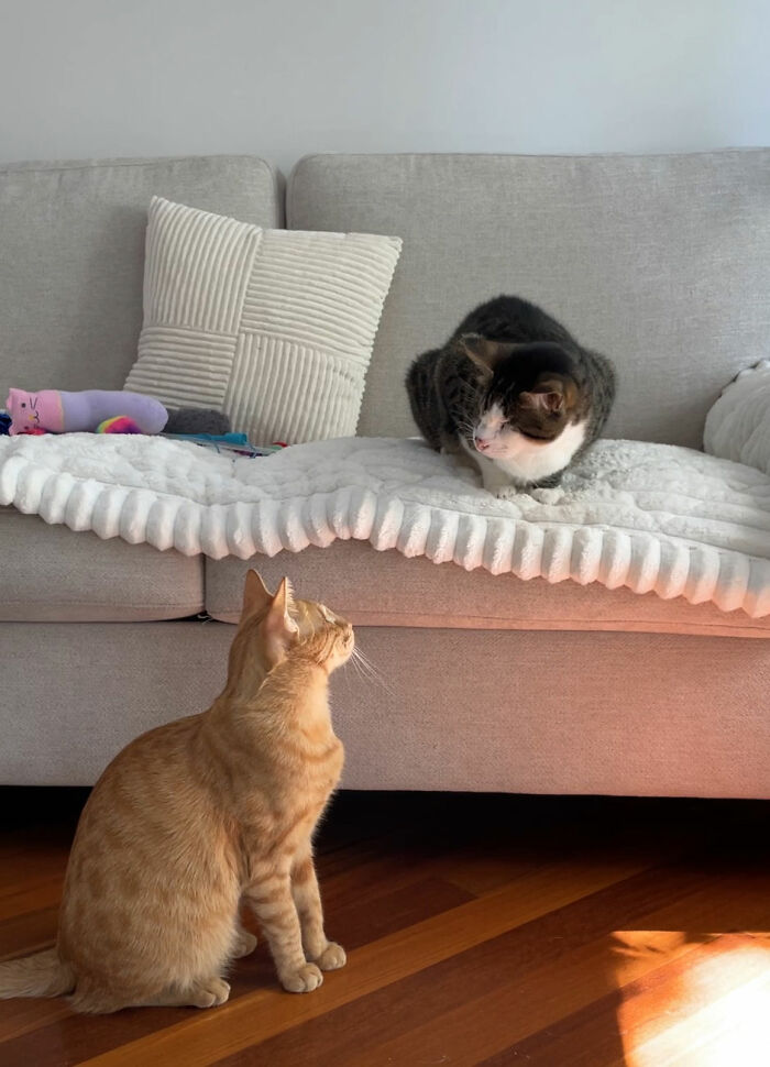 An orange tabby looks up at a blind cat rescued from Lebanon sitting on a couch.