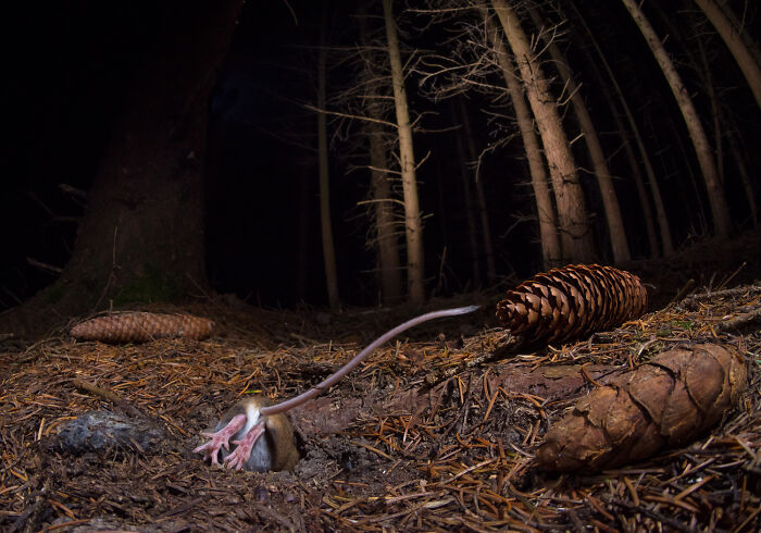 European Photography Contest wildlife photo of a tiny mouse diving headfirst into a forest floor hole near pinecones.