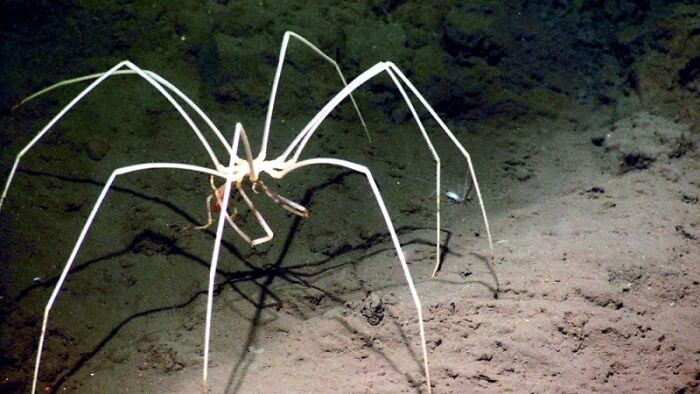 A spindly white sea spider walking on the seabed, among things discovered at the bottom of the ocean.