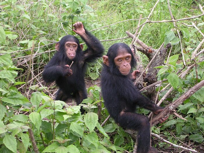 This Heartwarming Animal Rescue Is Proof That Dr. Jane Goodall's Spirit Lives On