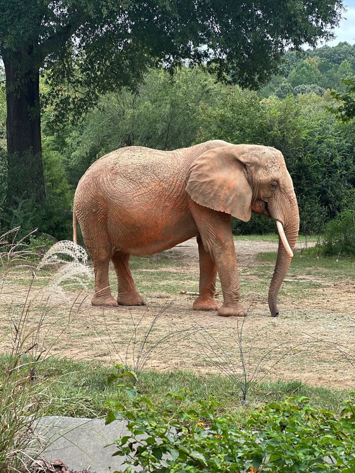 Large elephant covered in reddish soil walking through a natural outdoor enclosure.