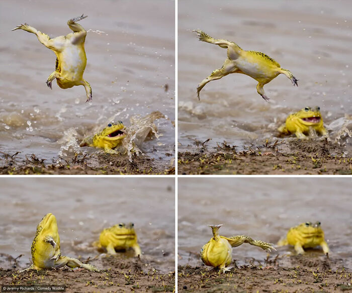 Four-panel sequence of yellow frogs slipping and falling from the Nikon Wildlife Photography Contest.