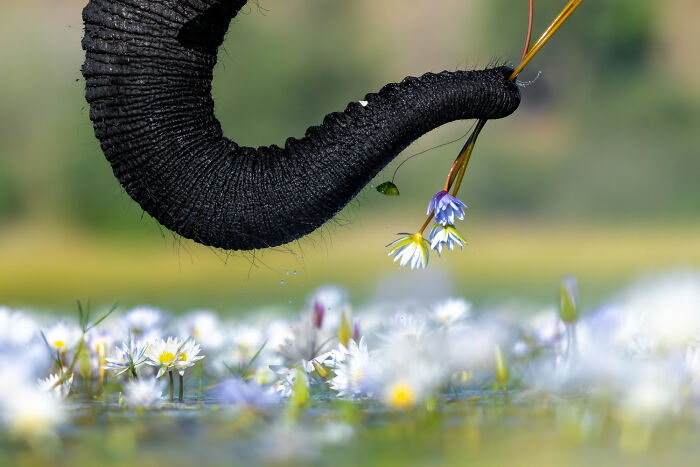 Wildlife photo of an elephant trunk holding delicate water lilies above a colorful flower field.