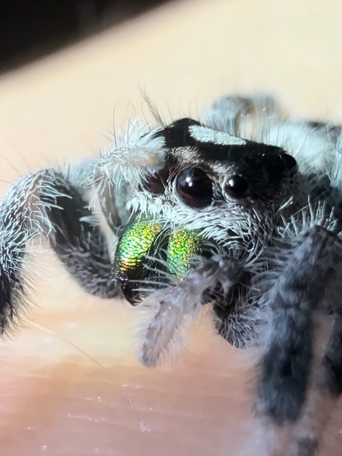 A fluffy, adorable jumping spider with shiny green chelicerae on a person's hand