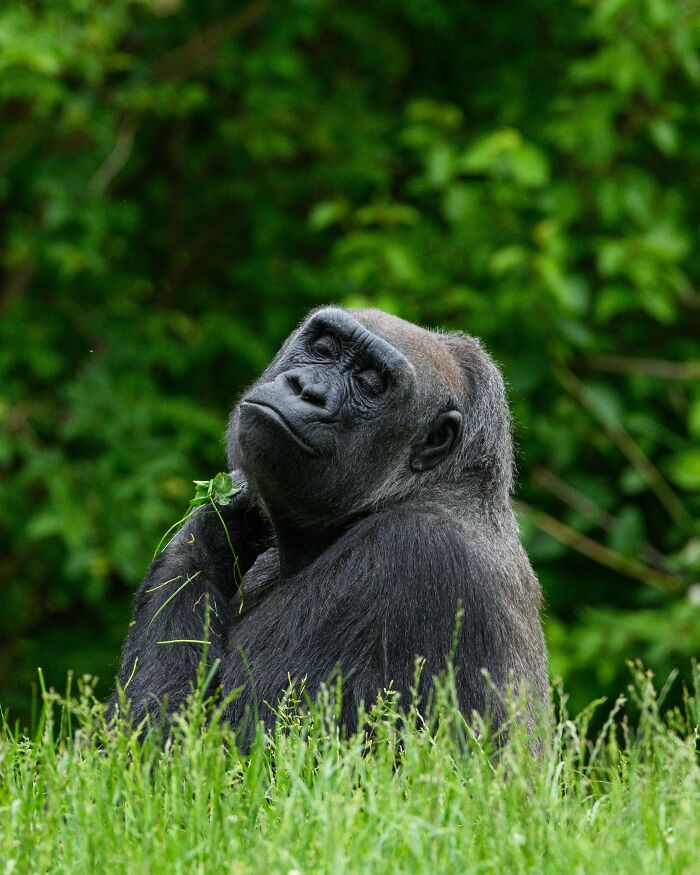 This Heartwarming Animal Rescue Is Proof That Dr. Jane Goodall's Spirit Lives On