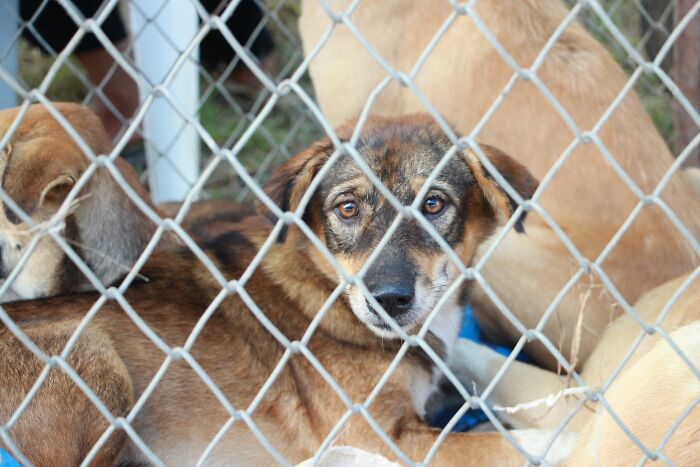 'Hunger Games' Star Josh Hutcherson Shares His Heartwarming Rescue Story to Inspire Dog Adoptions