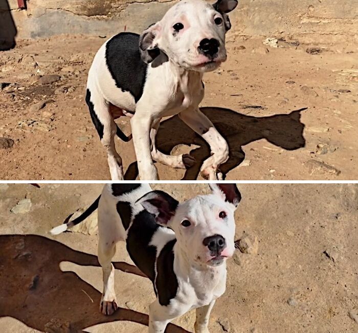 Before and after of a neglected dog with bent legs becoming a happy and healthy pup, thanks to an animal rescue.