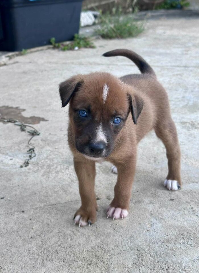 An adorable abandoned puppy with striking blue eyes standing on concrete, rescued by All Sato Rescue.