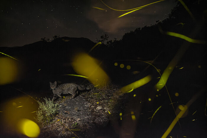 Wild cat walking at night surrounded by glowing fireflies, featured in European Photography Contest wildlife photos.