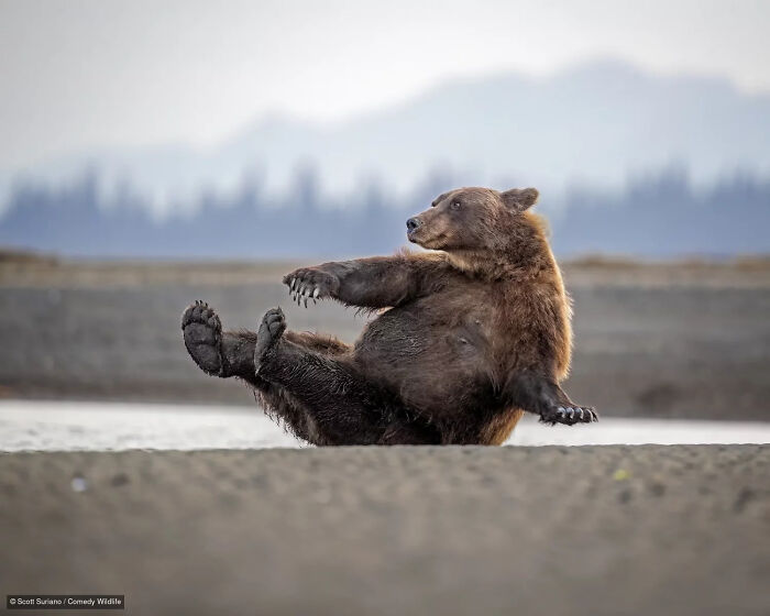 Brown bear sitting in a funny yoga-like pose on a beach, a comedy wildlife contest entry