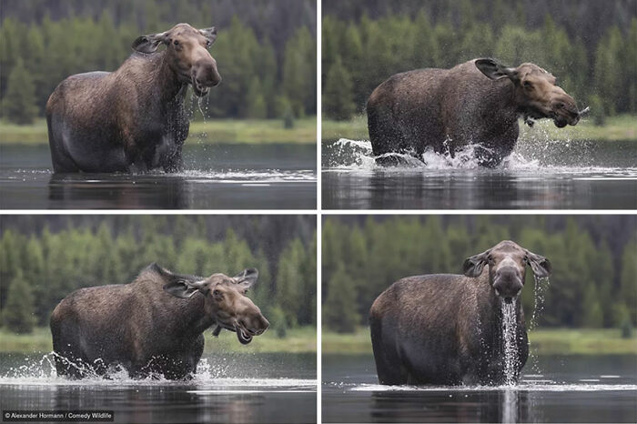 Four photos of a large moose splashing water in a lake from the Nikon Wildlife Photography Contest.