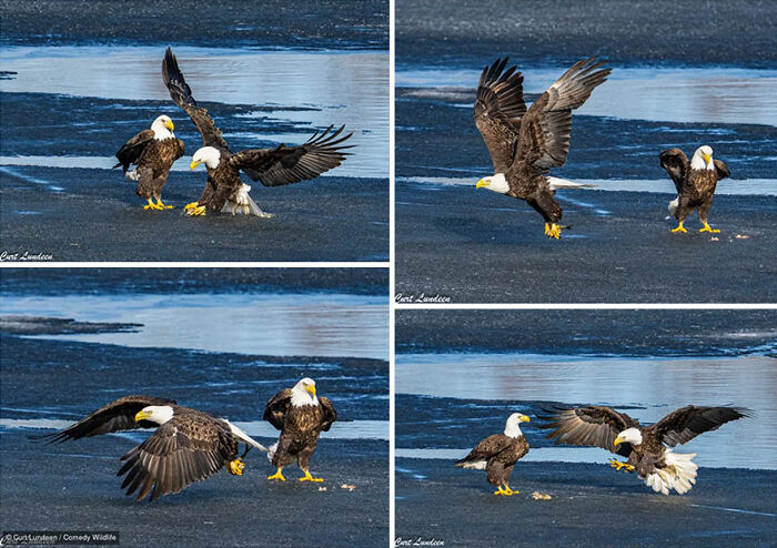 Four images of bald eagles slipping on an icy surface from the Nikon Wildlife Photography Contest.