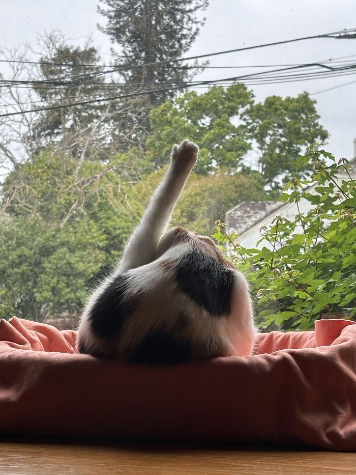 Purrl Says “Raise Your Paw If You’re Sure” 😭