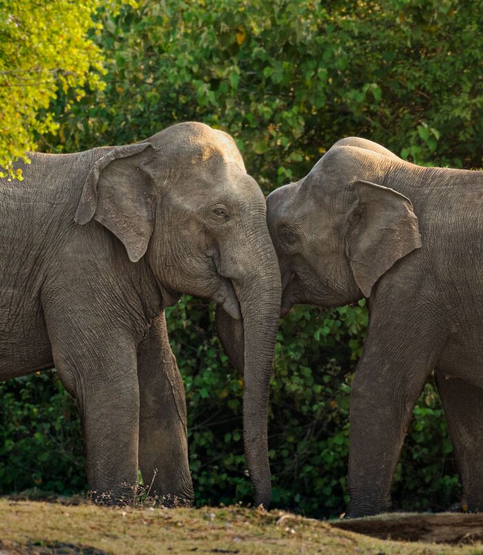 Two elephants touching foreheads as an example of gentle giants communicating.