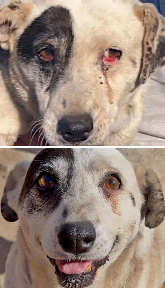 A neglected dog with eye injury shown happy and healthy after rescue.