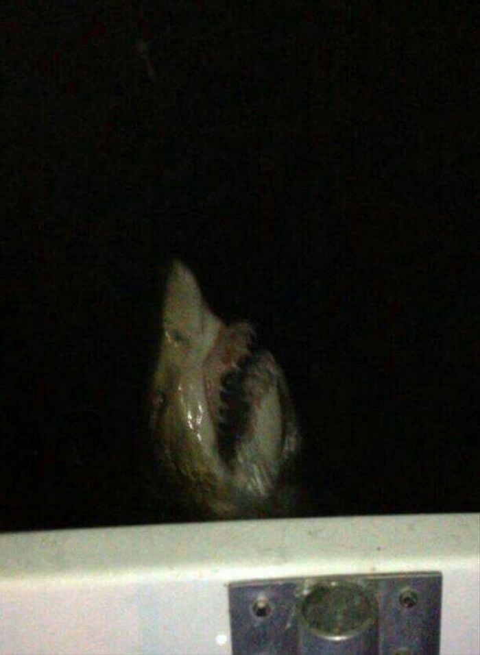 Terrifying shark emerging from the dark near a boat, a scary thing found at the bottom of the ocean.