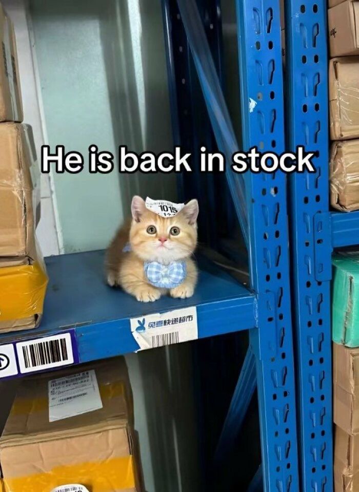 He Is Back In Stock.. ❤️
