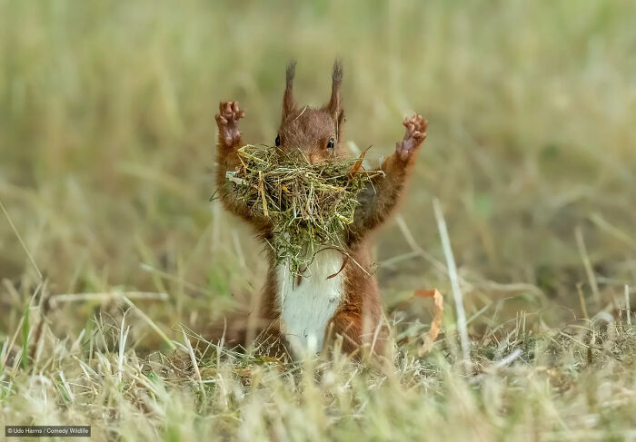 A red squirrel standing on its hind legs with arms raised and grass in its mouth for a wildlife photography entry.