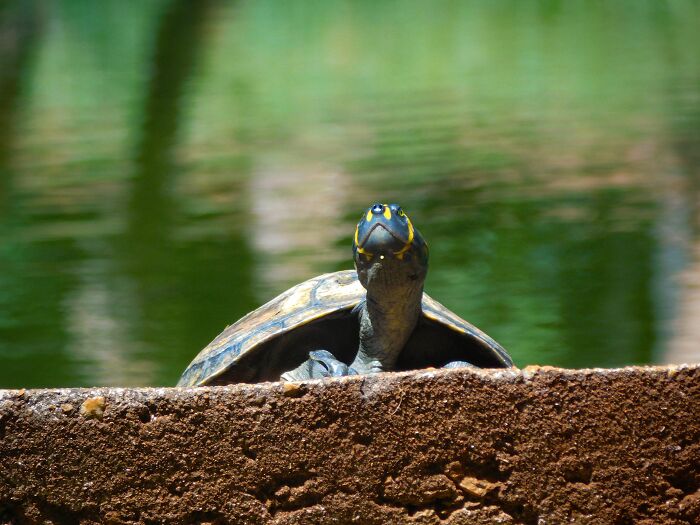 Seven Siekopai Women Combine Cultural Tradition With Technology To Protect Turtles In Ecuador