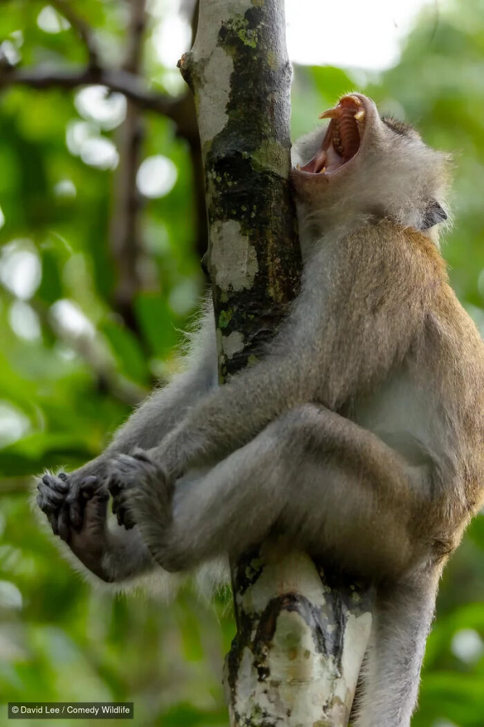 Funny yawning monkey holding its feet on a tree from Nikon Wildlife Photography Contest.