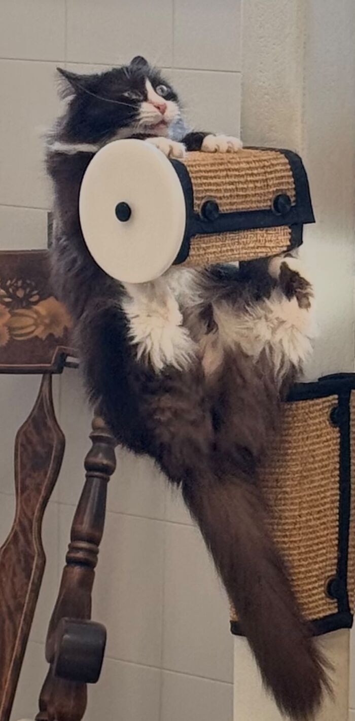 Shelter Kitty Got Herself Into A Predicament