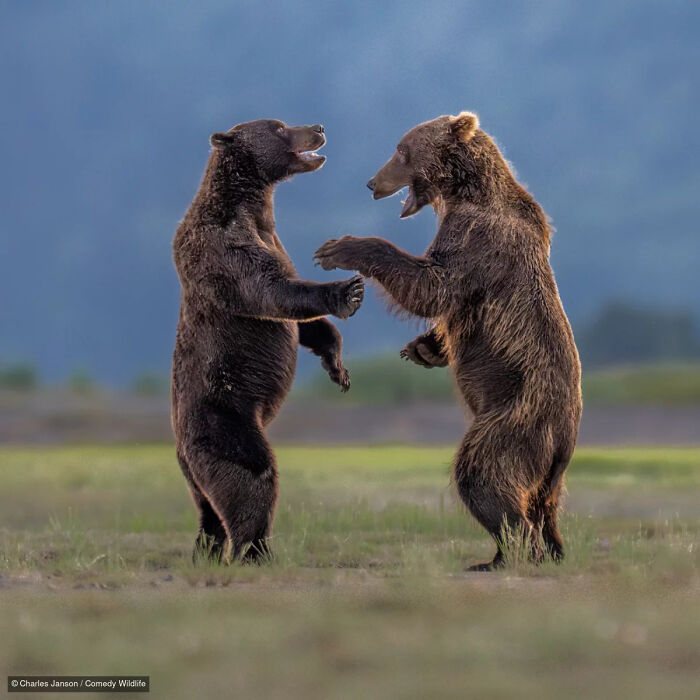 Two brown bears playfully dancing, a funny photo from the Nikon Wildlife Photography Contest