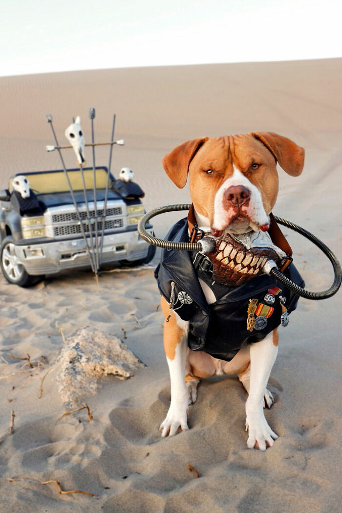A brown dog dressed as Immortan Joe with a custom mask sitting in the sand for a Mad Max photoshoot.