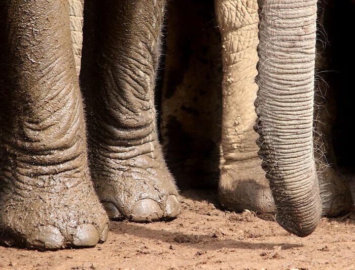 Detailed shot of mud-covered legs showcasing unique elephant facts.