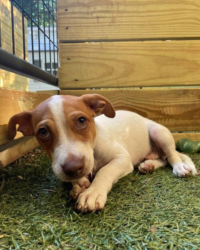 An adorable brown and white abandoned puppy lying down on artificial grass