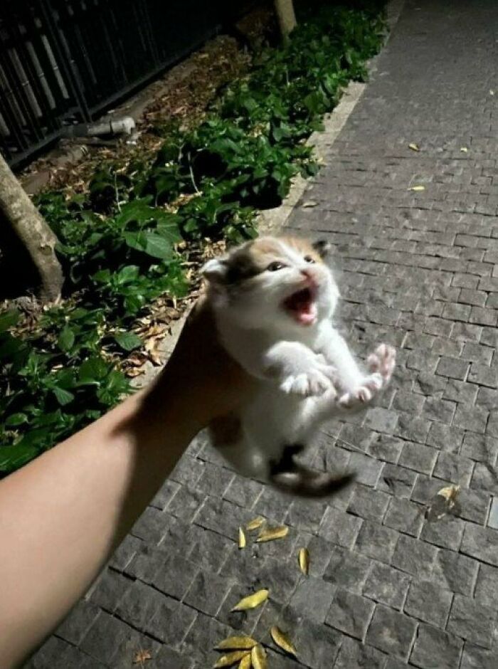 Aaaaaaaa, I Got Kittenapped.. 🤣