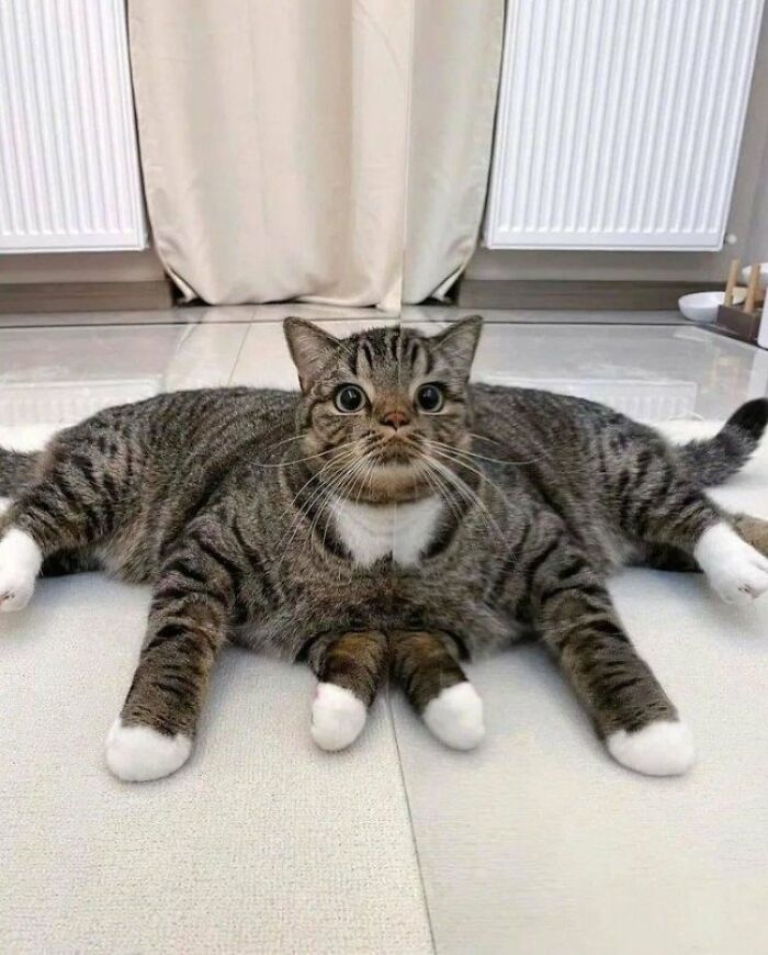 It’s The Rare 0ctocat.. 🤣