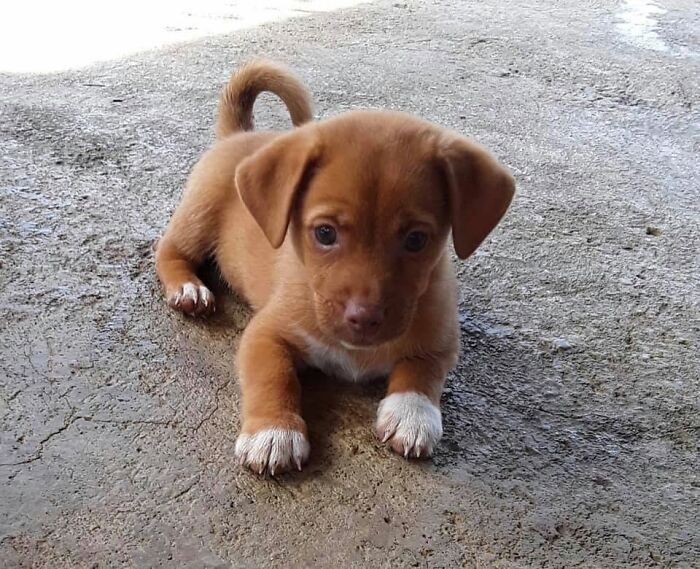 A little brown abandoned puppy with white paws lying on the ground