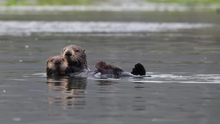 Two sea otters floating close together practicing their sea otter resting habit