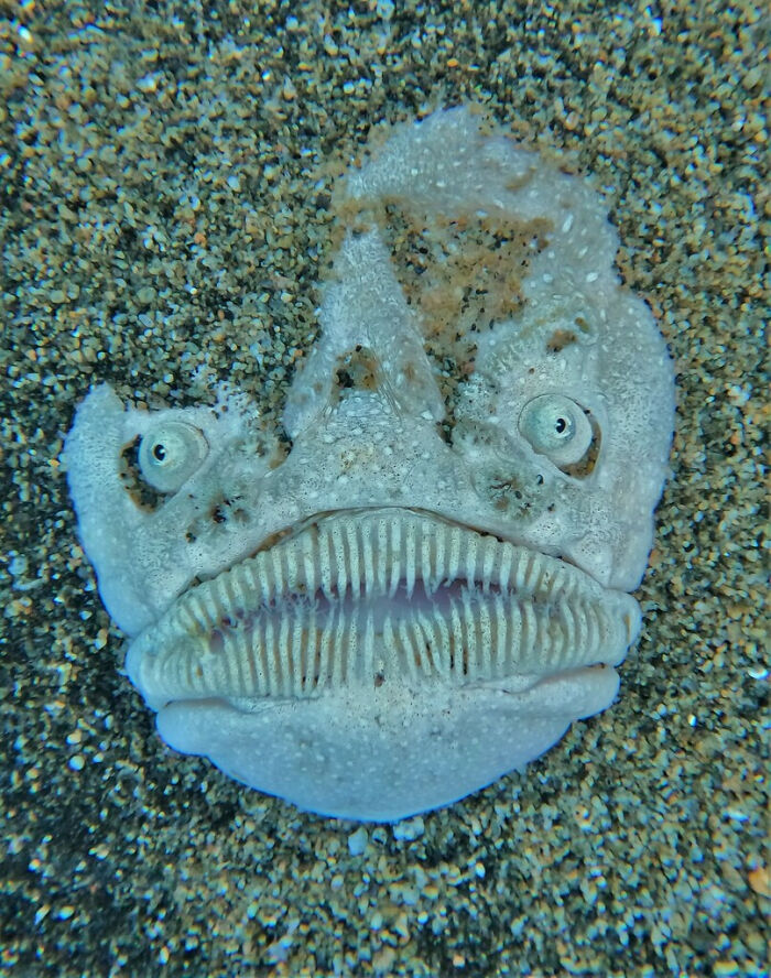 Strange stargazer fish buried in sand, a bizarre creature discovered at the bottom of the ocean