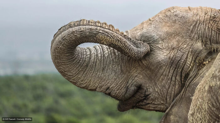 An elephant touching its eye with its trunk, a candid moment from Nikon Wildlife Photography Contest