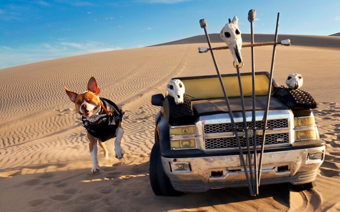 A dog running alongside a custom toy truck in the desert dunes for a Mad Max photoshoot.