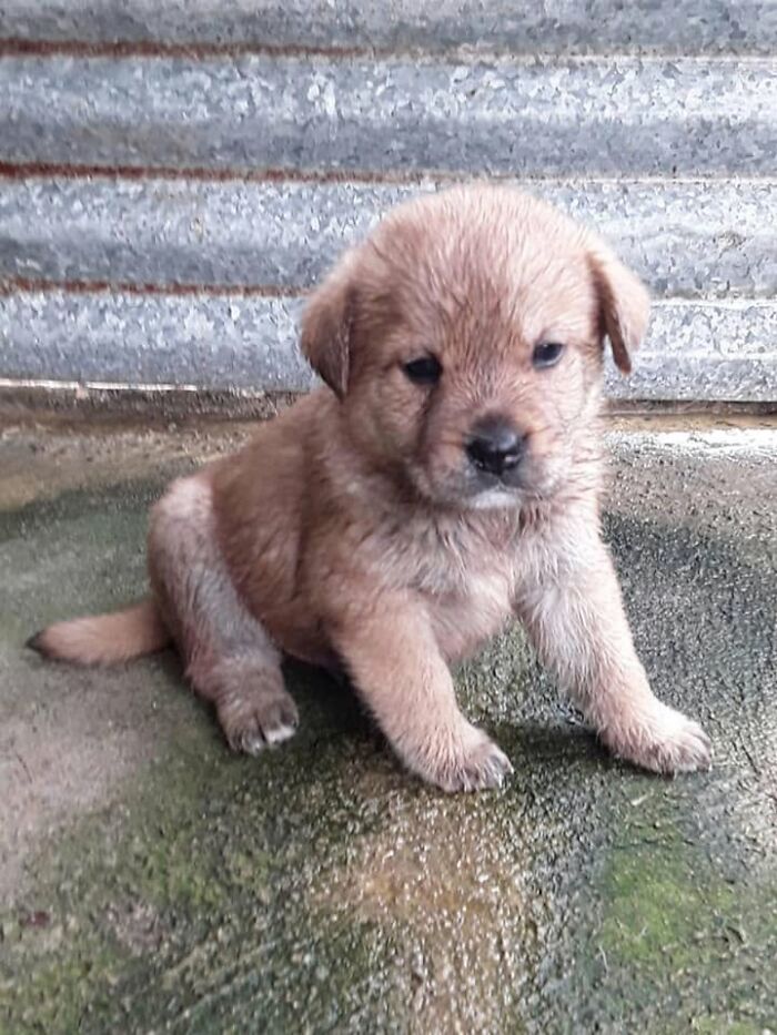 A fluffy brown abandoned puppy sitting down on a concrete surface