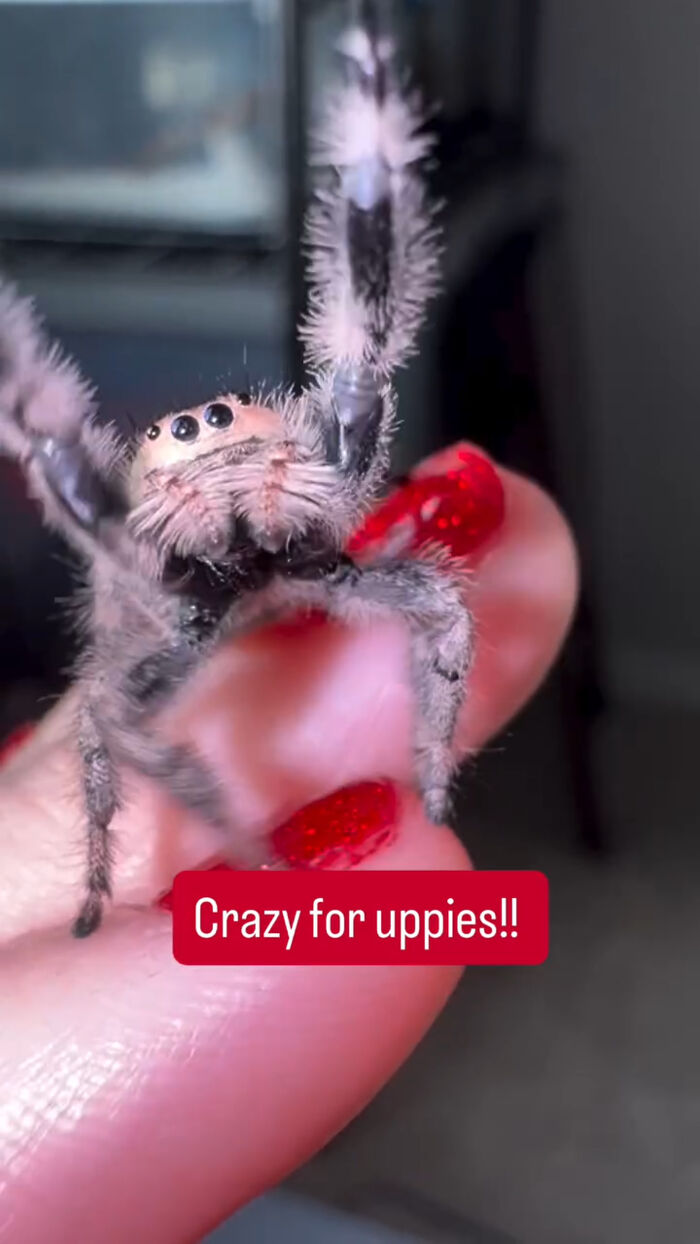 An adorable fuzzy jumping spider raising its front legs as if asking for a hug.