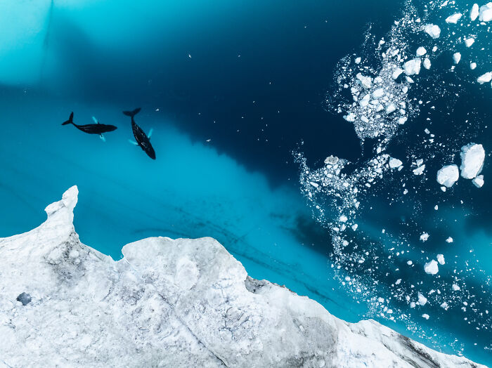 Wildlife photo showing an aerial view of two whales swimming through icy blue arctic waters.