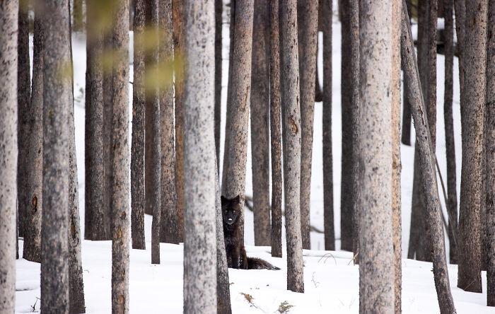 Wildlife photo of a black wolf peeking through a dense forest of tree trunks in snowy terrain.